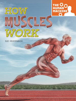 cover image of How Muscles Work